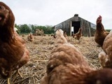 Grippe aviaire : Plus de 150 élevages infectés en France, en majorité dans les Landes