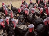 Grippe aviaire : Un élevage infecté en Vendée, plus de 12.000 dindes abattues