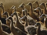 Grippe aviaire : Un foyer détecté en Haute-Garonne, le premier depuis le début de l’épizootie