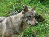 Île-de-France : Le loup peut-il recoloniser la région
