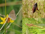 Ile-de-France : Voici trois insectes qui ont totalement disparu de la région