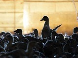 Ille-et-Vilaine : 6.000 canards abattus dans le premier foyer de grippe aviaire du département