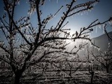 Ille-et-Vilaine : l’état de calamité agricole enfin reconnu après les gelées du printemps