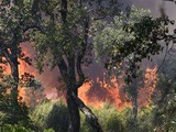 Incendie dans le Var : Des mégots retrouvés à proximité du départ du feu, mais « anticipé » de dire qu’ils en sont la cause