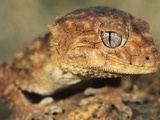 Jouez à « geckolocaliser » ces gros lézards à ventouses qui débarquent partout en France