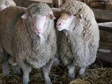 « La Guerre des moutons » : Comment la France s’est fait tondre la laine sur le dos