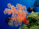 La Thaïlande interdit des écrans solaires nuisibles aux coraux dans ses parcs marins