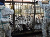 Landes : Six nouveaux élevages de canards touchés par la grippe aviaire