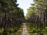 Landes : Un double incendie détruit au moins 80 ha de forêt