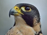 Le faucon pèlerin est l’animal le plus rapide au monde (et de très loin)