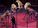 Loi sur la maltraitance animale : l'avenir des animaux sauvages appartenant aux cirques en suspens