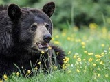 Loire-Atlantique : Un ours s’échappe du parc Planète Sauvage et se pointe chez le voisin