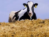 Loire : Une vache s'échappe sur le chemin de l'abattoir à Feurs