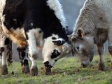 Loire : Vague de soutien en faveur d’un taureau refusant d’être conduit à l’abattoir