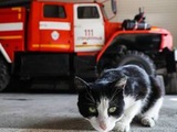 Lorient : Un chat allume les plaques et provoque un début d’incendie