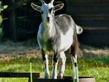 Lot-et-Garonne : Une chèvre d'un parc animalier mutilée à mort