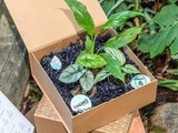Lyon : Hanko Jungle fait un carton avec ses plantes d'intérieur dans des box