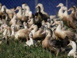 Maine-et-Loire : Nouveau foyer de grippe aviaire détecté, 850 canards abattus