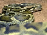Mayenne : Le propriétaire du python retrouvé dans la nature ne sera pas inquiété
