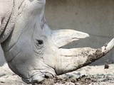 Nft : La première corne virtuelle de rhinocéros vendue 6.000 euros aux enchères en Afrique du Sud