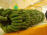 Nord : Environ 400 kg de cocaïne découverts au milieu des bananes