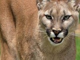 Pas-de-Calais : Peut-on faire autrement qu’abattre le puma en liberté