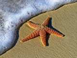 Pays de Galles : Des milliers d’étoiles de mer mortes échouées sur les plages