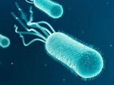Pizza Buitoni contaminée à l’e. coli : Symptômes, risques et bons réflexes… Tout comprendre de cette dangereuse bactérie