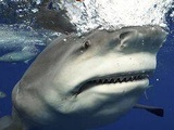 Poissons : Une ong dénonce le « rôle-clé » de l’ue dans le commerce de requins