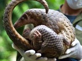 Protection des animaux : Un Vietnamien reçoit le « Nobel vert » pour sa défense des pangolins