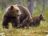 Pyrénées : l'an dernier, 70 ours ont été recensés dans le massif, dont 15 oursons
