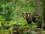 Pyrénées : La légitime défense retenue dans la mort de l’ourse Sarousse, tuée par un chasseur