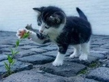 Record des abandons d'animaux cet été, tout particulièrement des chats et chatons, déplore la spa