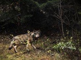 Saône-et-Loire : Un loup abattu près de Cluny pour protéger un troupeau