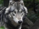 Tarn : Pas de réouverture pour le Zoo des 3 Vallées, sommé de se séparer de ses loups