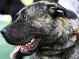 Toulouse : Les policiers tirent sur un chien agressif lors d’une perquisition et le tuent
