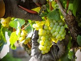 Agence Agri Team – Intérim & Recrutement dans la viticulture alsacienne