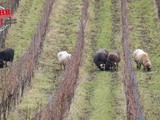 Des moutons dans les vignes en Alsace