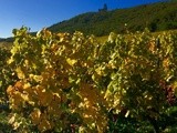 L’histoire des Vins d’Alsace à travers les siècles – Rund Um