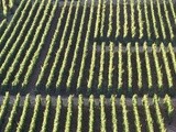 Geographic reputation as creation of value: the case of Champagne Growers