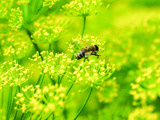 Ricard s’engage auprès de l’apiculture provençale
