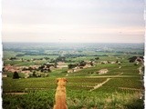 Vins de Bourgogne #2 : le Beaujolais se réveille