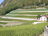 A Arvinis 3 vins de chasselas chez Obrist : Ch. de Vinzel, Cure d’Attelens et le Clos du Rocher