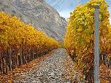 Quatre vins de Syrah du Valais dans le Top 10 mondial