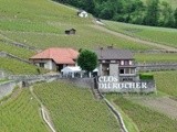 Le grand virage bio dans les vignes suisses pour éclipser la chimie