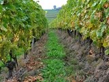 Visite chez Pierre Monachon, vigneron-paysagiste en Lavaux
